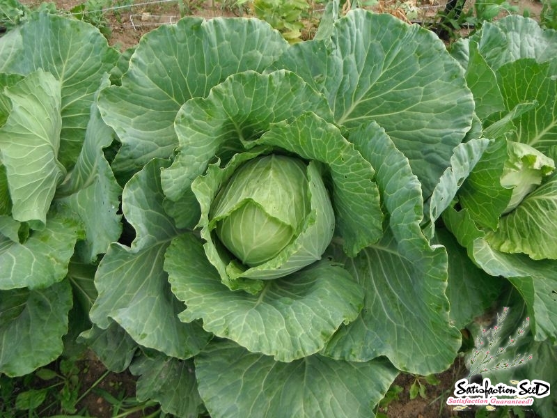 copenhagen market cabbage seeds