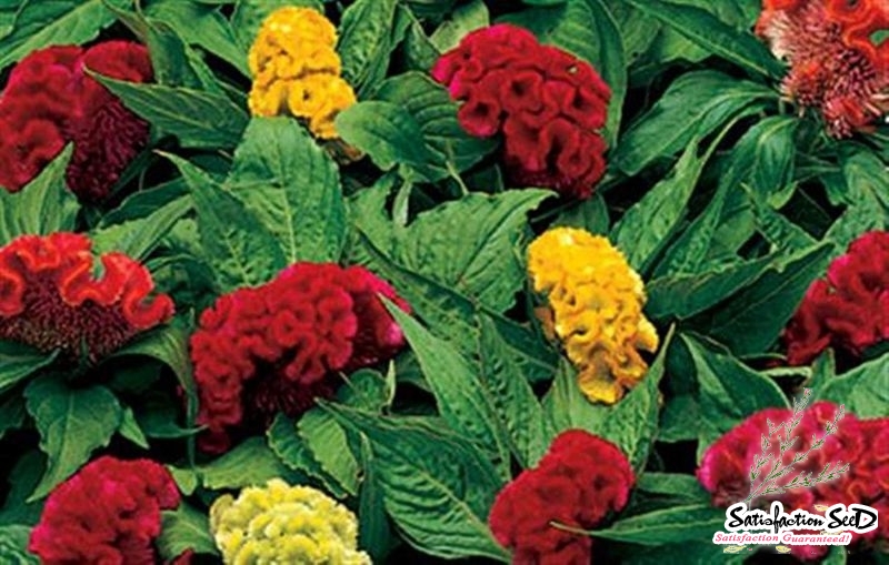 coral garden mix dwarf celosia cristata seeds