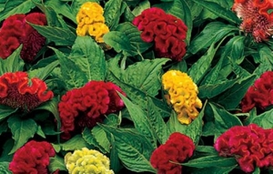 coral garden mix dwarf celosia cristata seeds