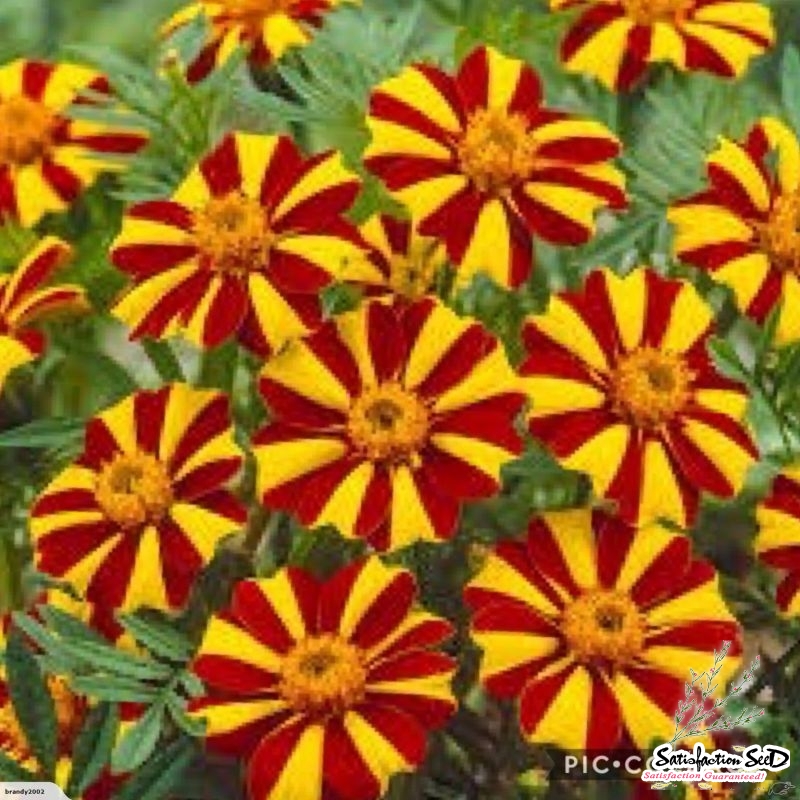 court jester french marigold seeds