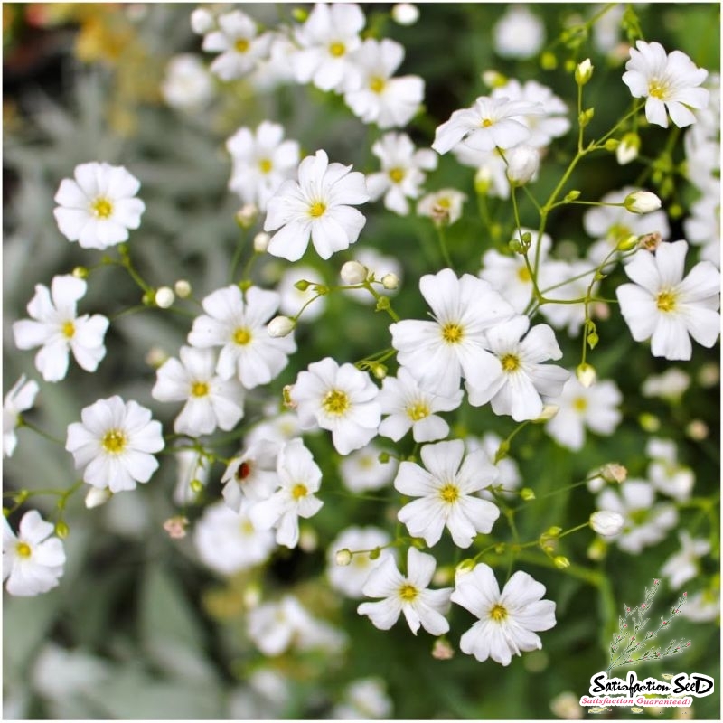 covent large white baby breath seeds