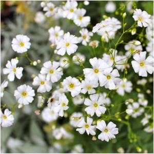 covent large white baby breath seeds