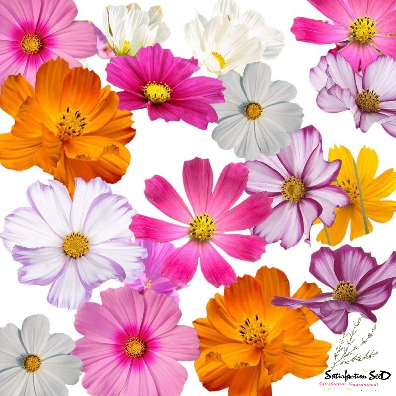 crazy mix of 10  varieties cosmos seeds