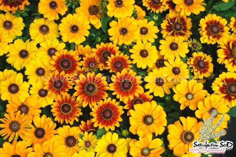 crazy mix rudbeckia seeds