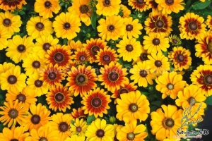 crazy mix rudbeckia seeds