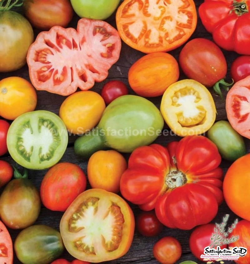 crazy mix tomato seeds