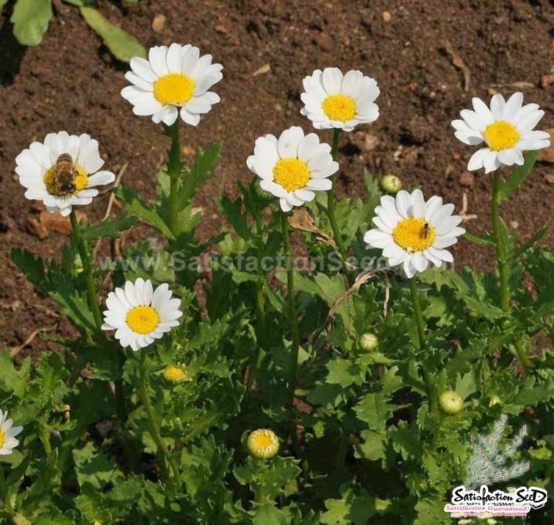 creeping daisy seeds