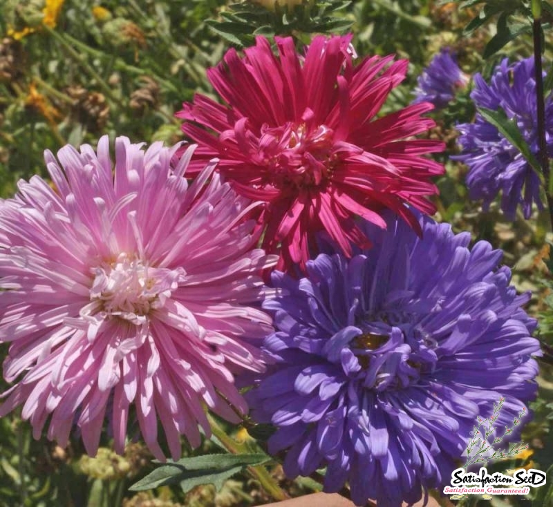 crego mix china aster seeds