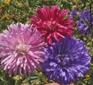 crego mix china aster seeds