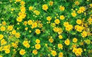 dahlberg daisy seeds