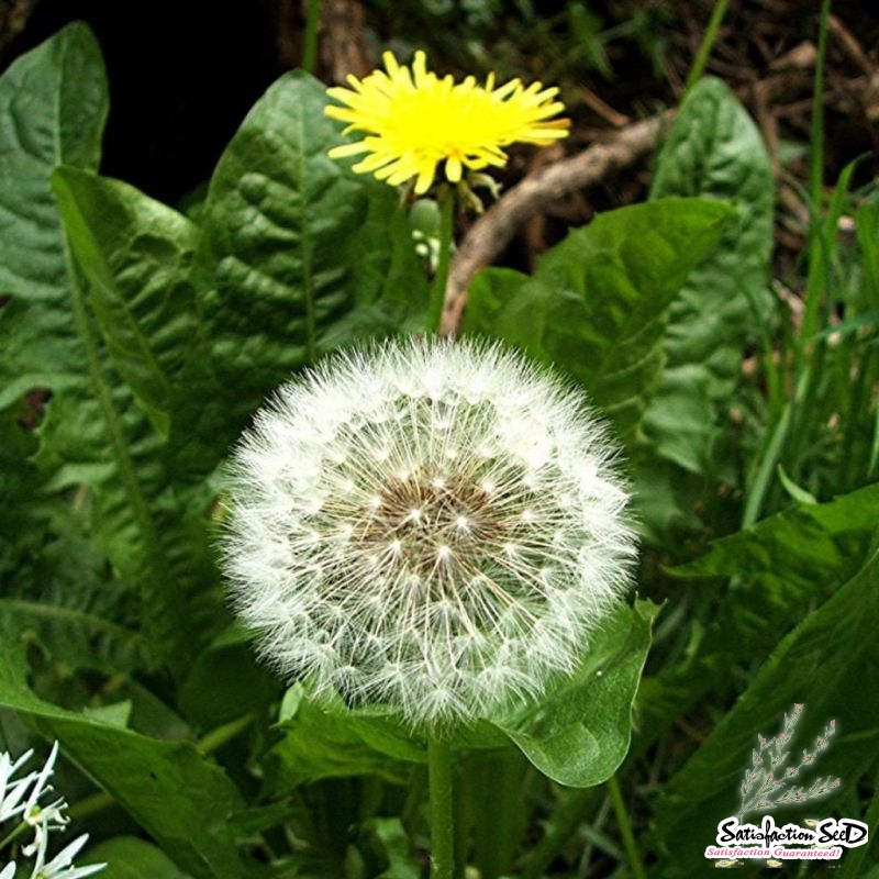 dandelion seeds