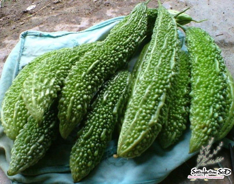 dark dragon bitter gourd seeds