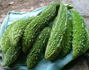 dark dragon bitter gourd seeds