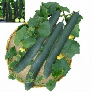 dark green long wax gourd seeds