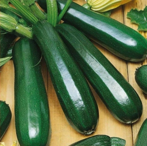 dark green summer squash seeds