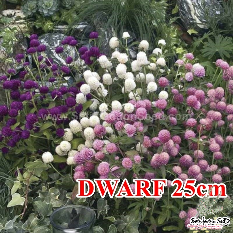 david 25cm dwarf mix gomphrena seeds