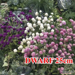 david 25cm dwarf mix gomphrena seeds