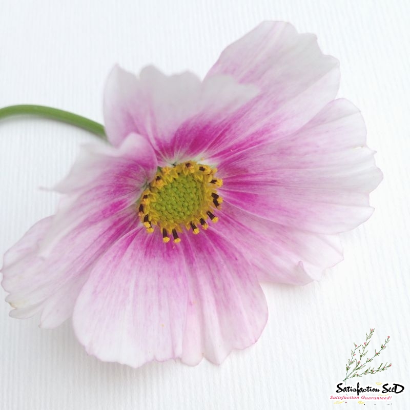 daydream cosmos seeds