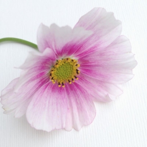 daydream cosmos seeds