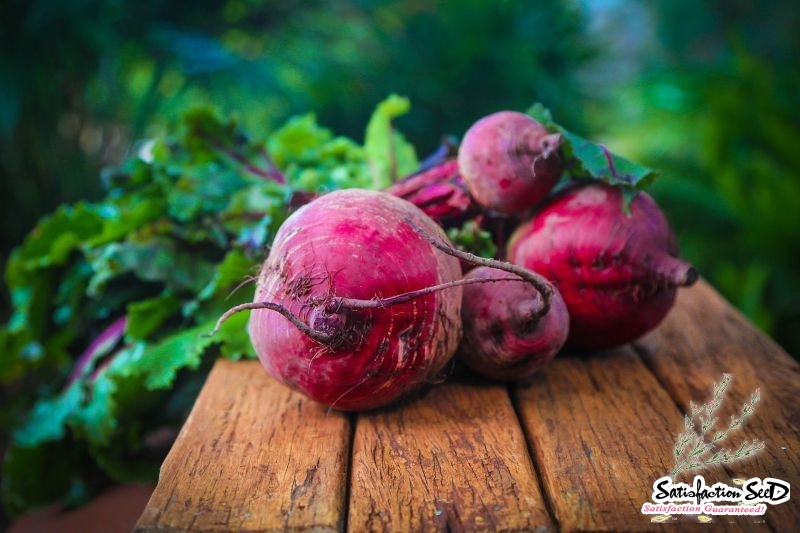 detroit beet seeds