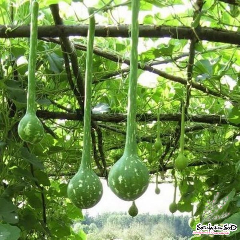 dipper gourd seeds