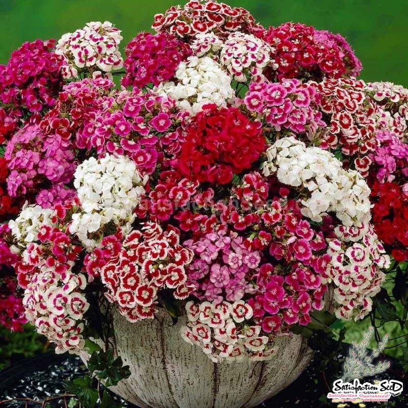 double dwarf pinocchio mix sweet william dianthus seeds