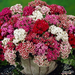 double dwarf pinocchio mix sweet william dianthus seeds