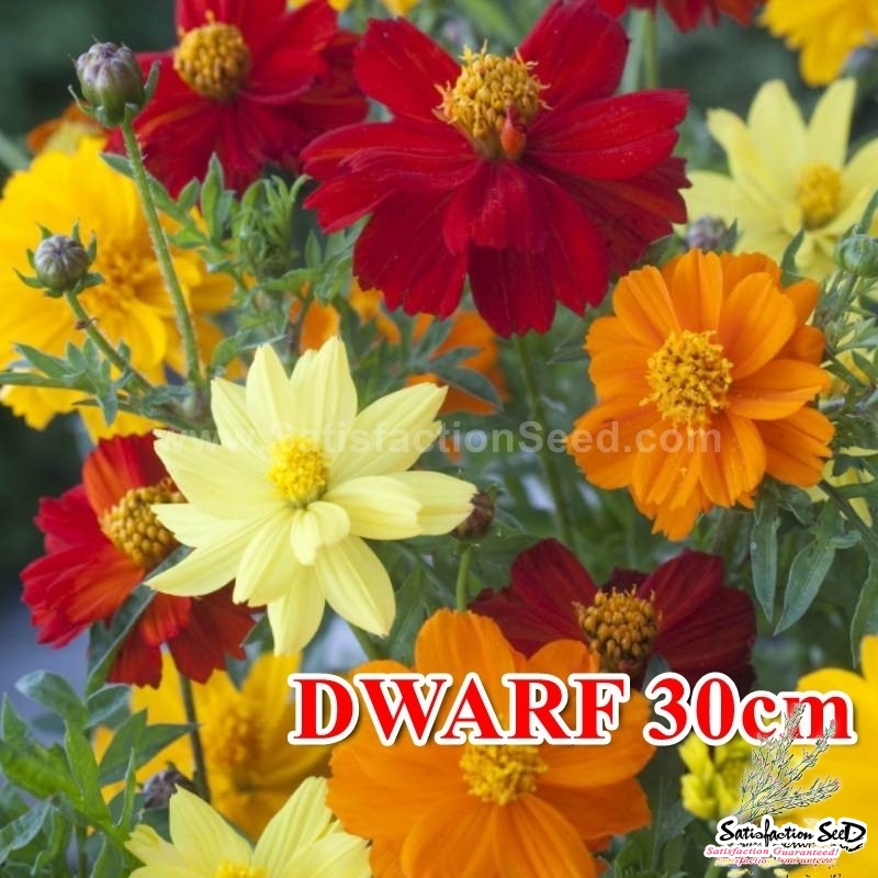 dwarf 30cm mix sulphureus cosmos seeds