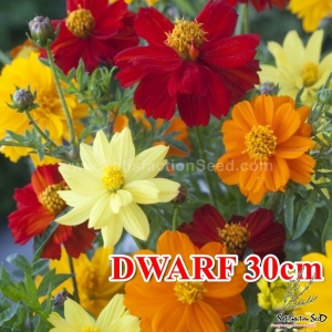 dwarf 30cm mix sulphureus cosmos seeds