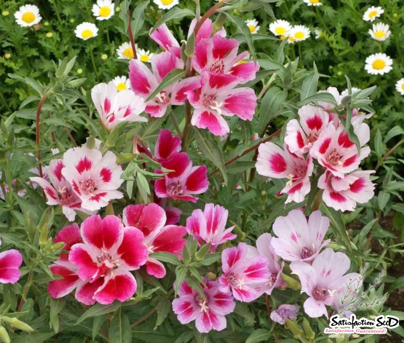 dwarf godetia seeds