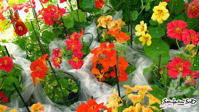 dwarf jewel mix nasturtium seeds