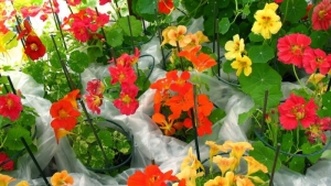 dwarf jewel mix nasturtium seeds