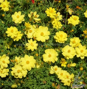 dwarf lemon sulphureus cosmos seeds