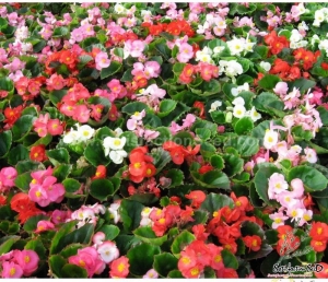 dwarf mix begonia seeds