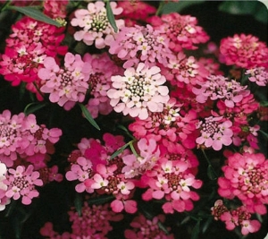 dwarf mix candytuft seeds