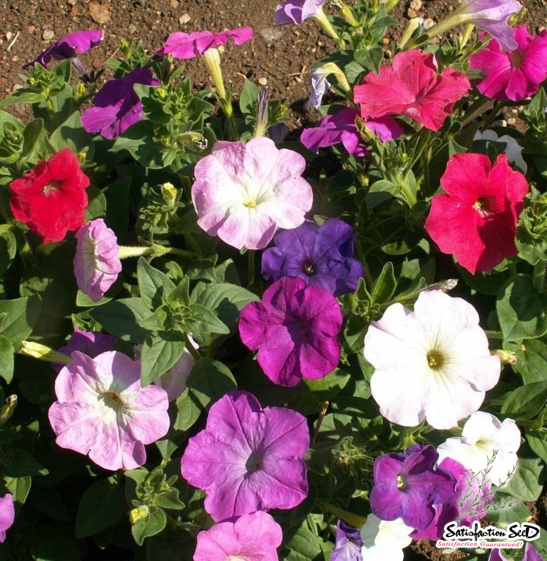 dwarf mix petunia seeds