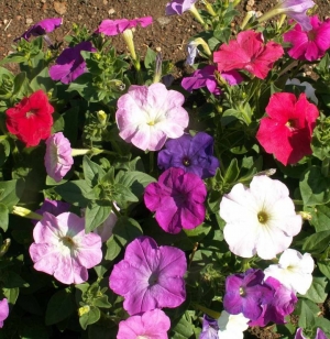 dwarf mix petunia seeds