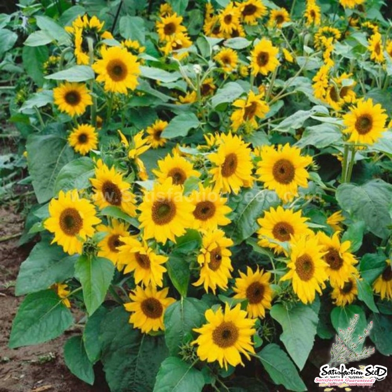 dwarf multi branching topolino sunflower seeds