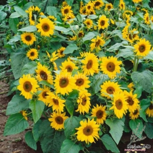 dwarf multi branching topolino sunflower seeds