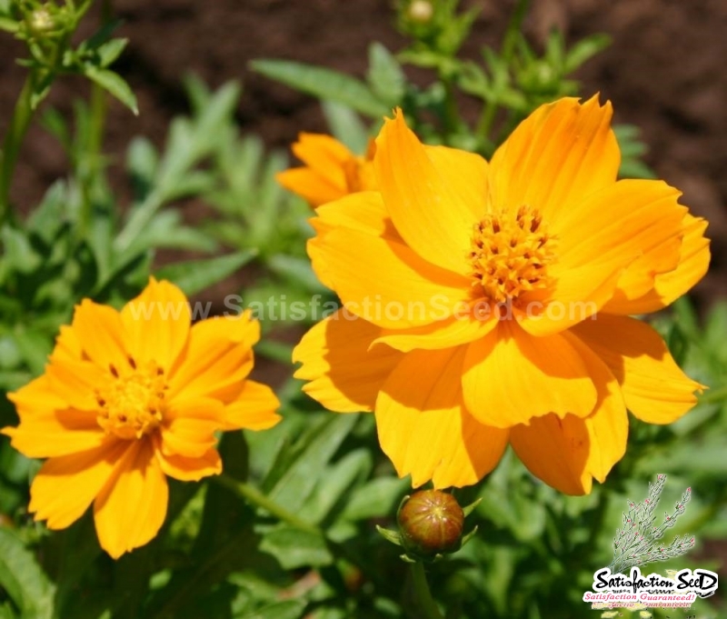 dwarf orange sulphureus cosmos seeds