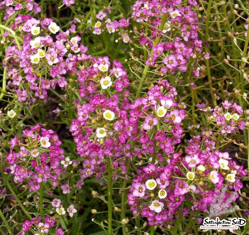 dwarf pink alyssum seeds