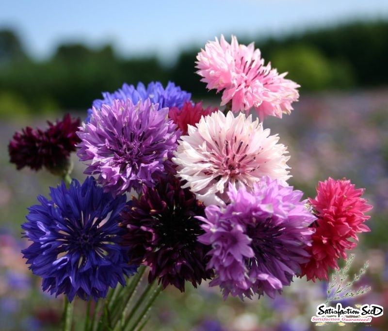 dwarf polka mix bachelor button seeds