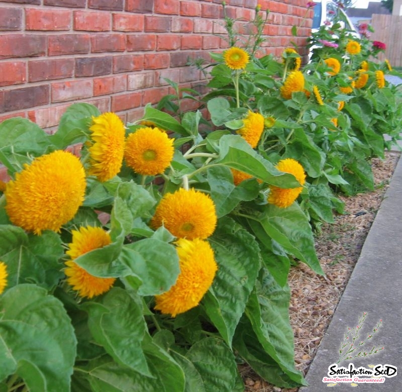 dwarf teddy bear sunflower seeds