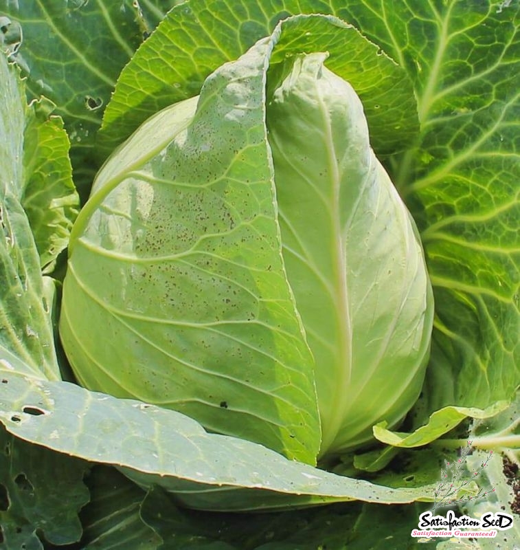 early jersey cabbage seeds