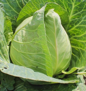 early jersey cabbage seeds