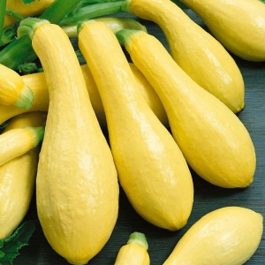 early prolific summer squash seeds