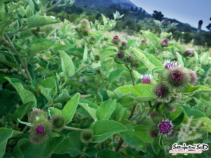 edible burdock seeds