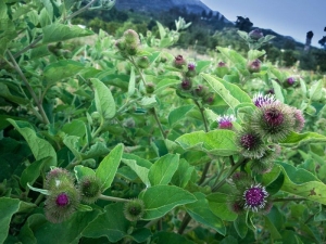 edible burdock seeds