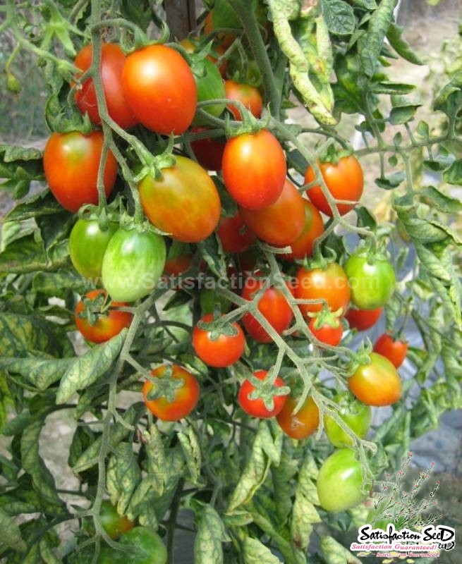 elf f1 heat resistant cherry tomato seeds