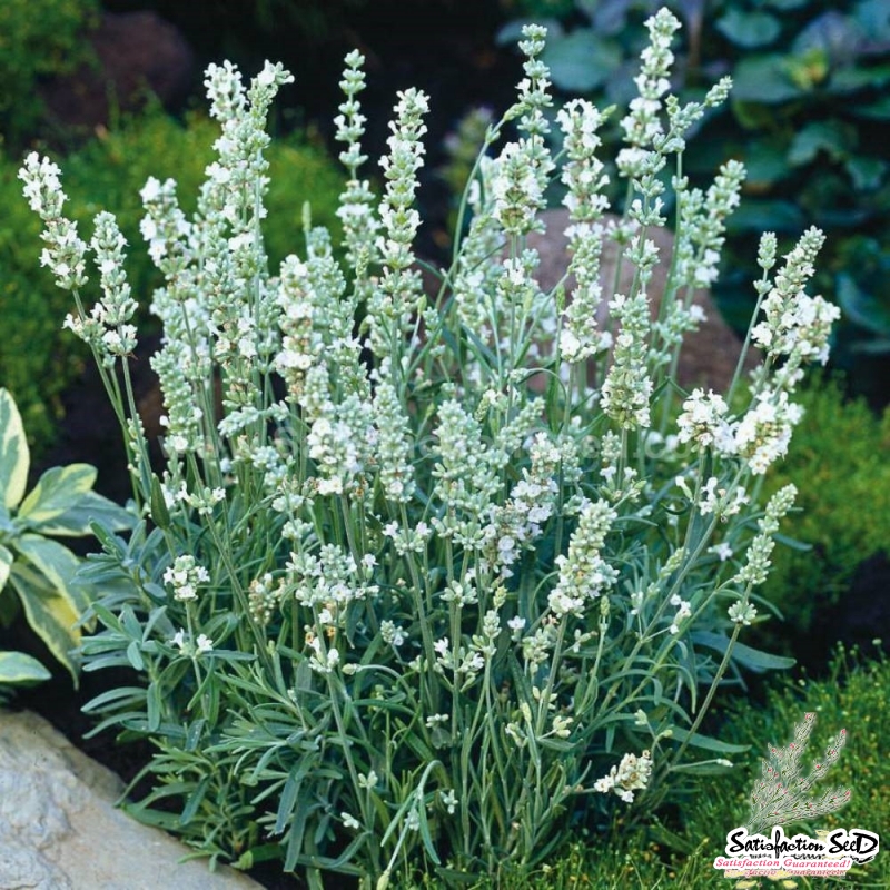 ellagance snow lavender seeds